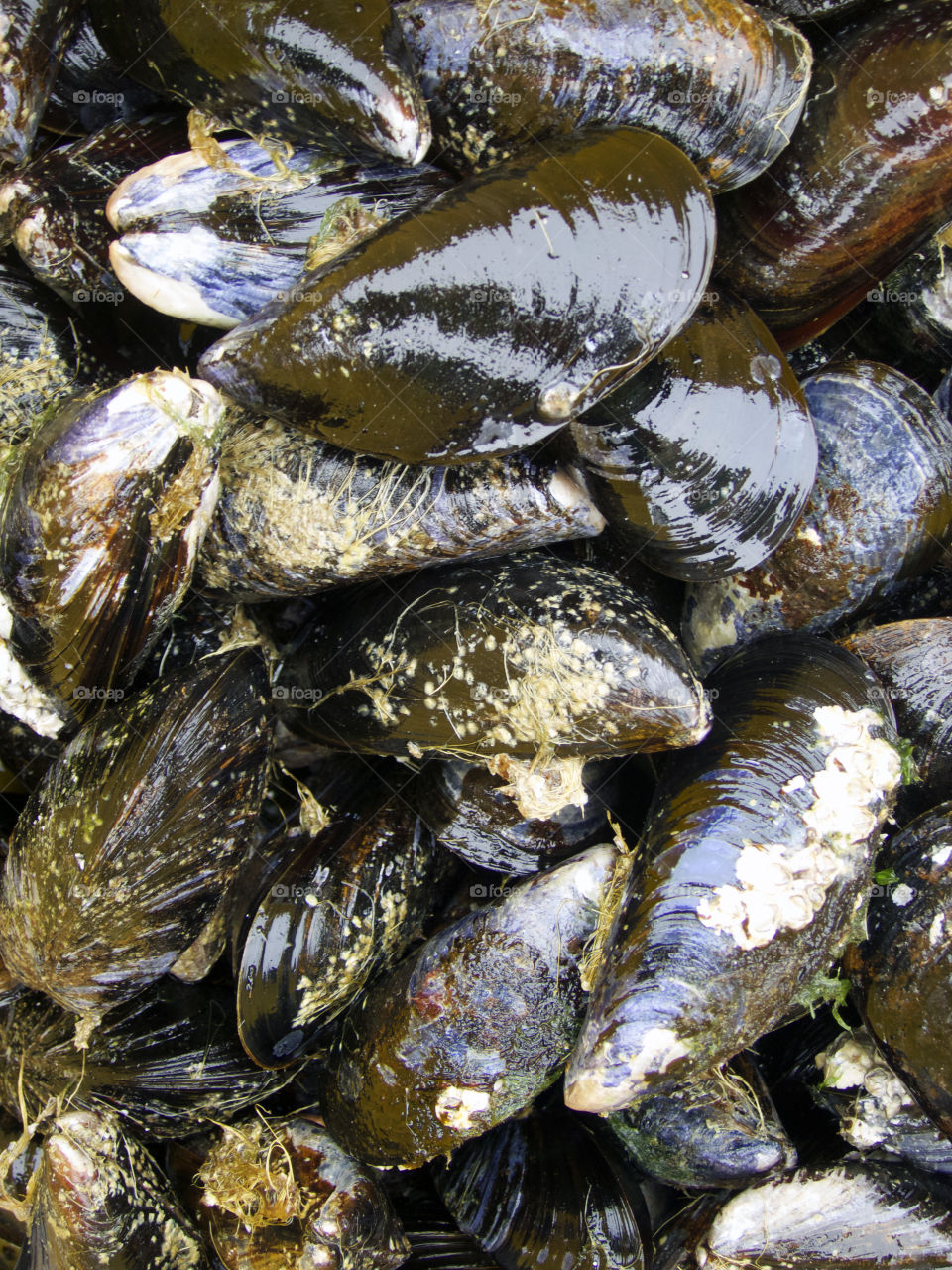 Sea mussels. 