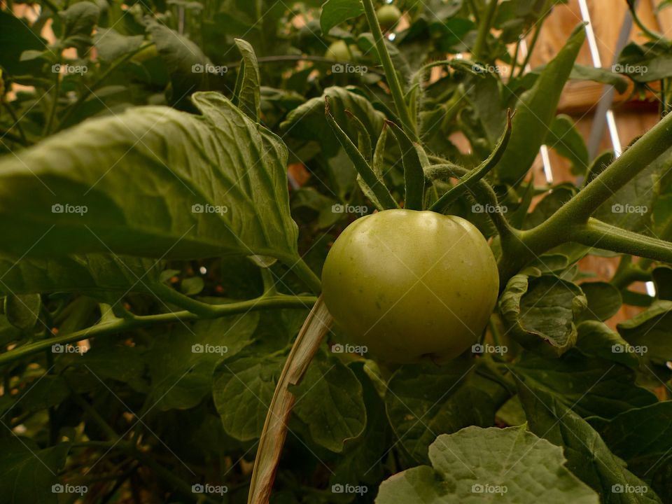 Growing tomato