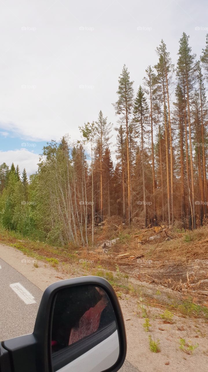 after a Swedish forrest fire