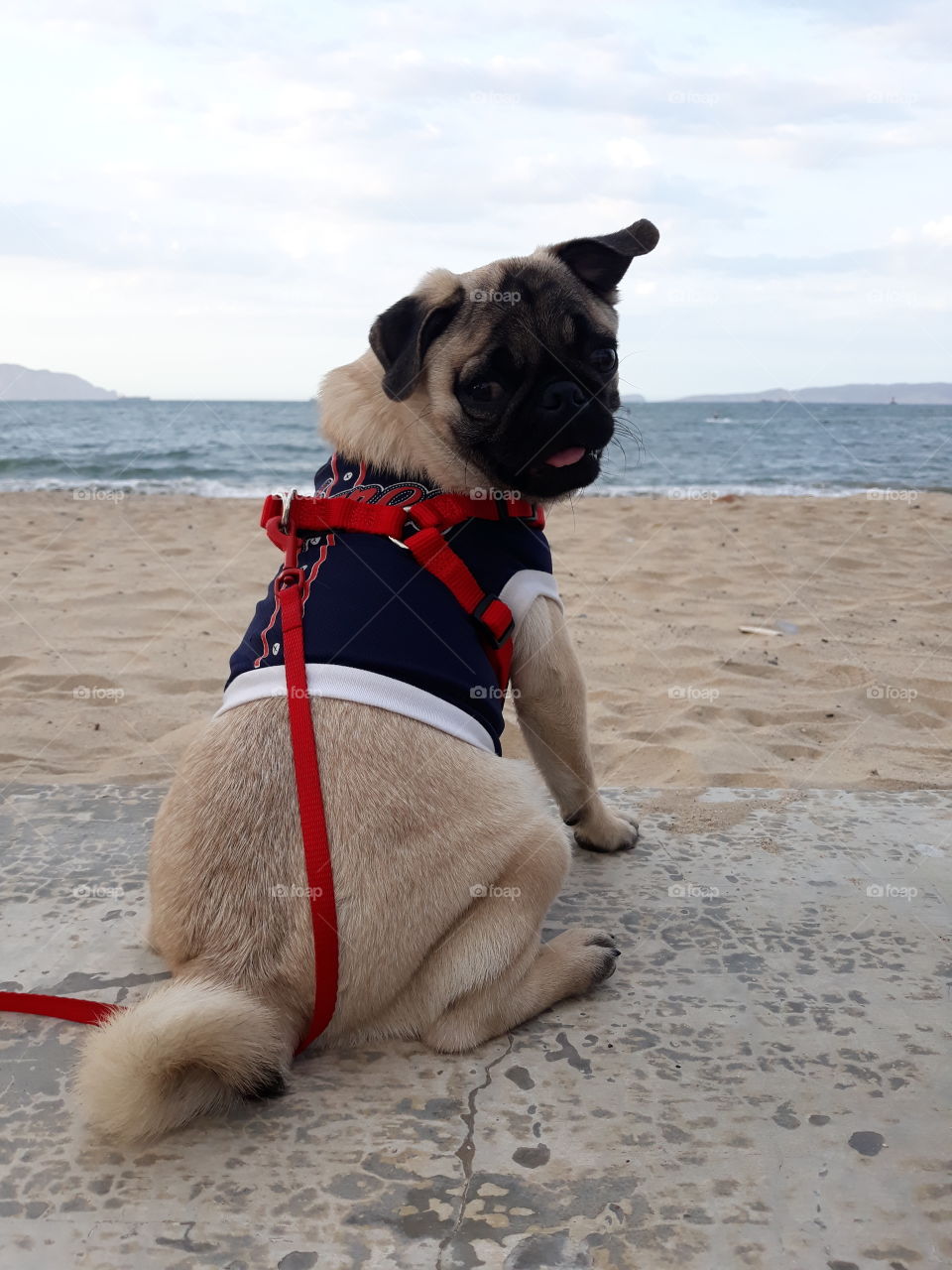Dog, beach, sands, Sky, pug carlino, nature, playa, relax