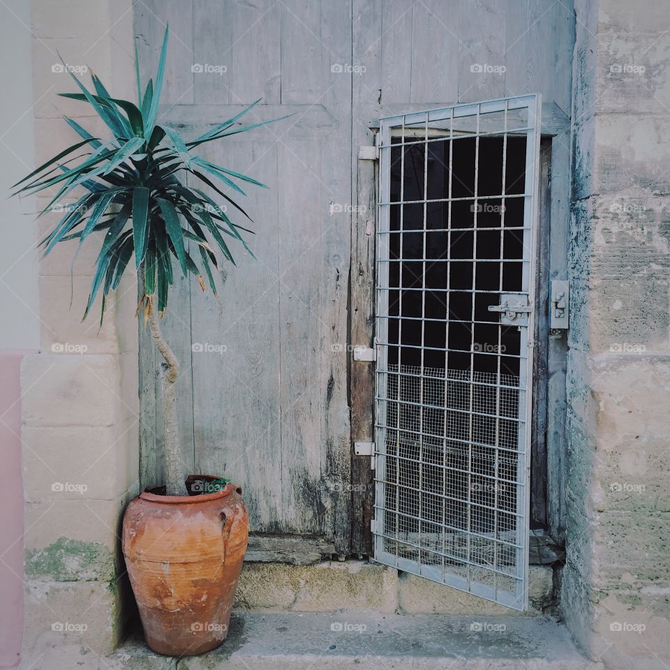 Palm tree in pot and iron door