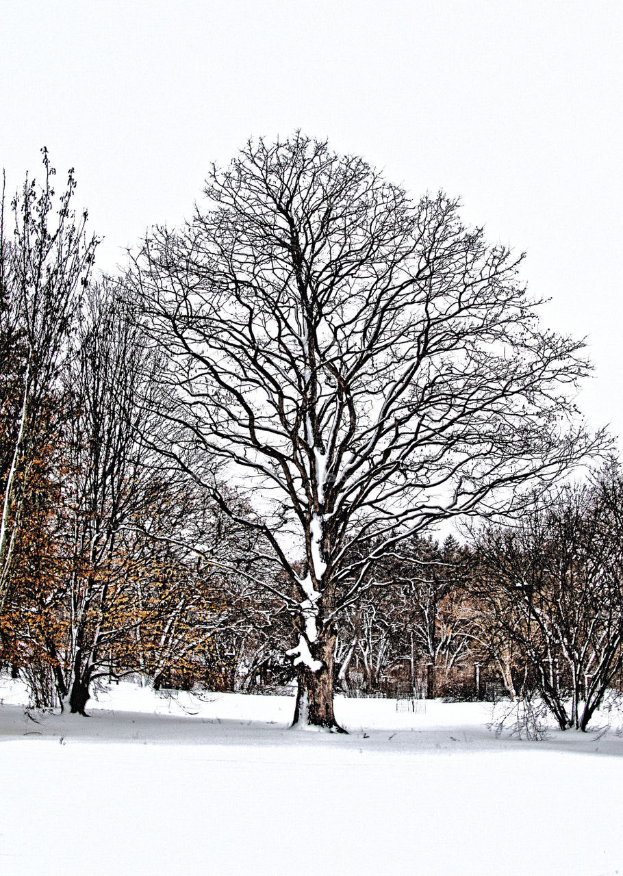 Tree in Snow