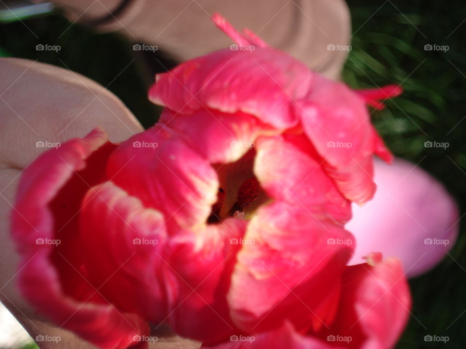 Flower, Nature, No Person, Garden, Rose