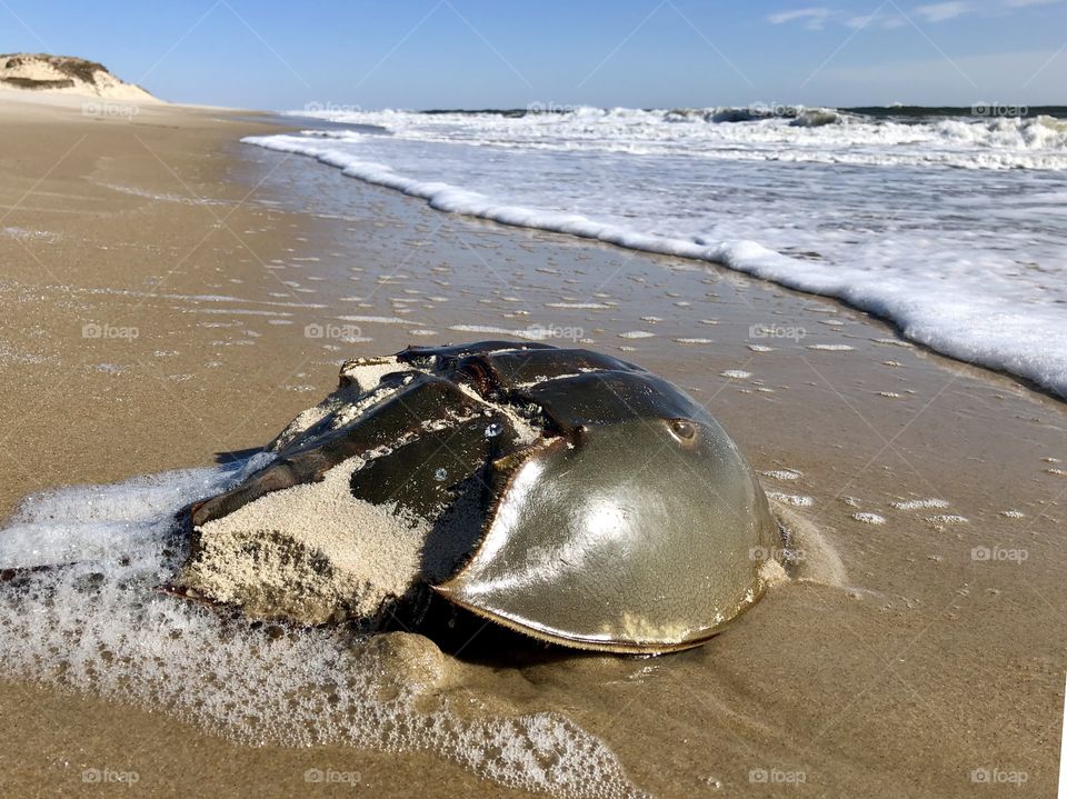 Washed up horseshoe crab on calm spring morning at Cape Henlopen Beach, DE. 