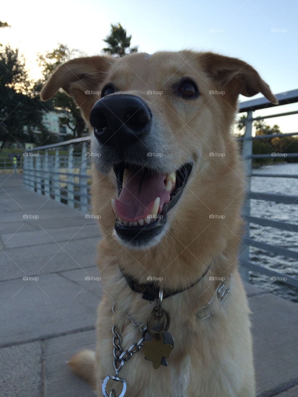 My rescue dog. Yellow Labrador / German Shepard mix. Loves the water and spending time outdoors. 