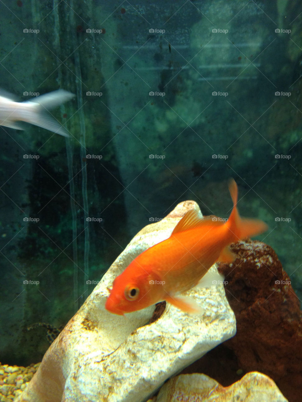 pretty orange water fish by kayleighsherri