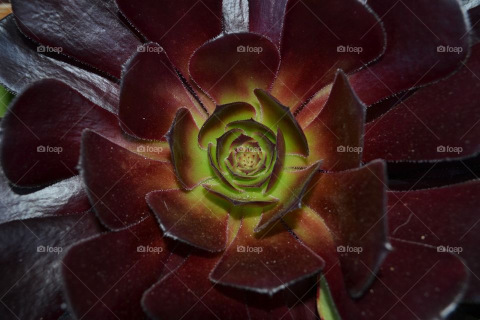 Close up of a purple succulent