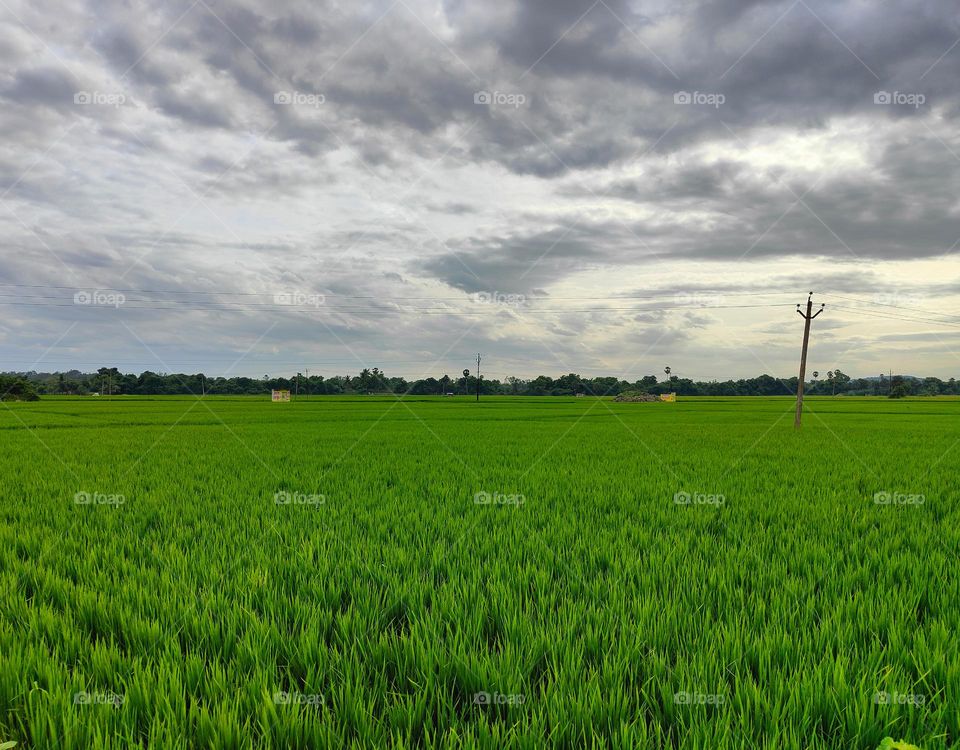 walk around in Paddy fields