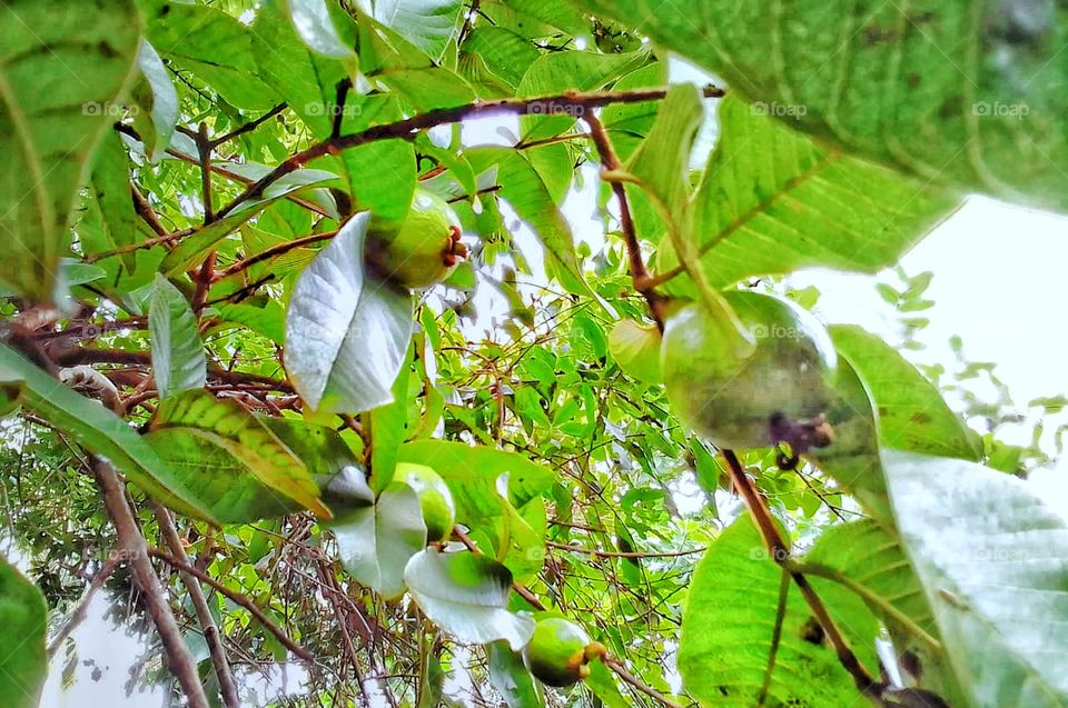 guava tree image view of guava fruits and guava leaves