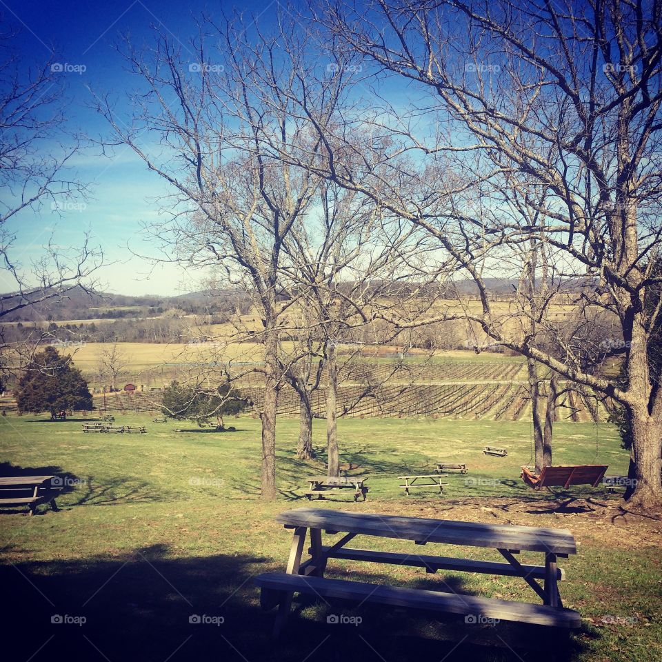 Perfect day for a picnic. Arrington Vineyards- Arrington, TN