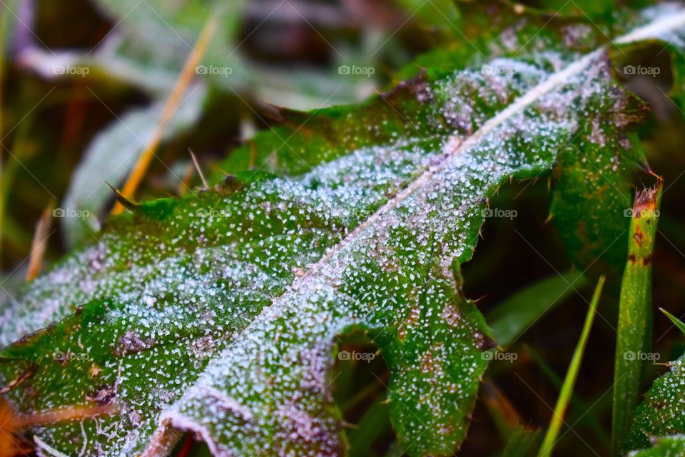 Frost covering the greenery