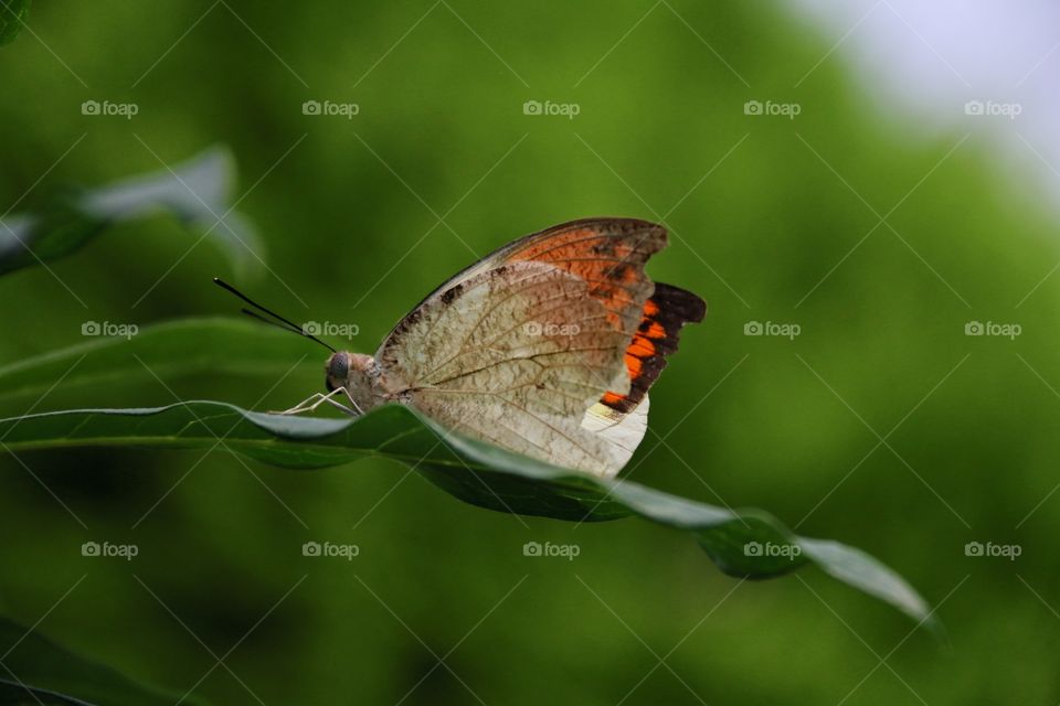 An interesting life specimen macro butterfly on long green leaf, beiges and oranges