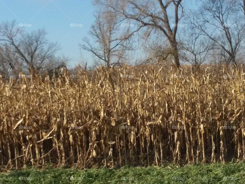 dry corn fall Iowa field farmer
