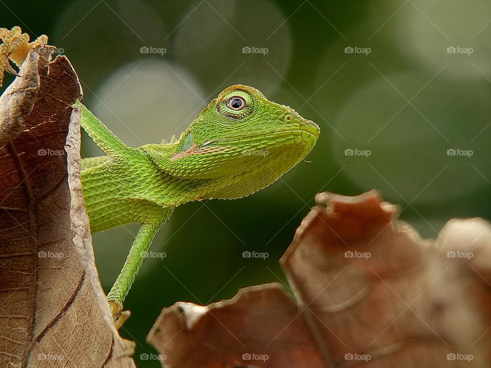 Green lizard from the ground up captured with bokeh background, Lizard is a kind of the reptile family, reptiles, animals, nature, wild animals, wildlife, depth of field, macro, zoomed in, close up