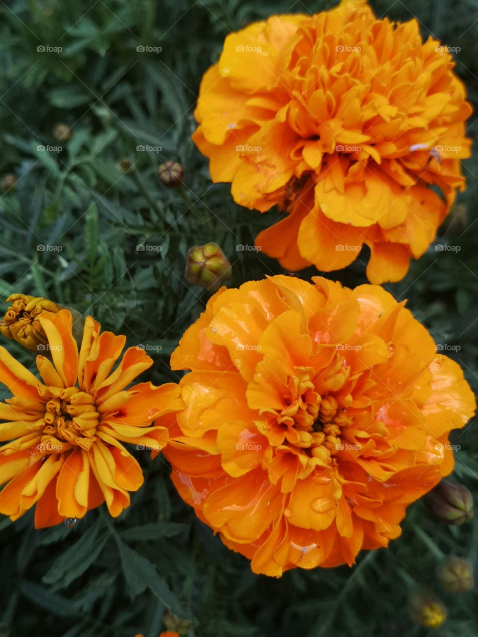 Orange bloom