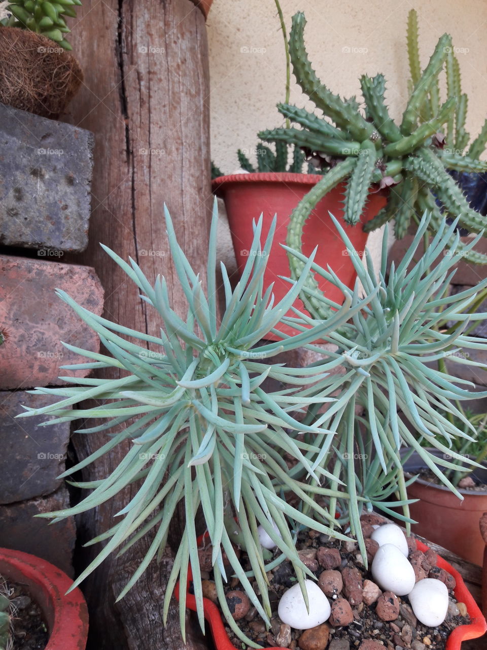 cactus plants spikey pokey