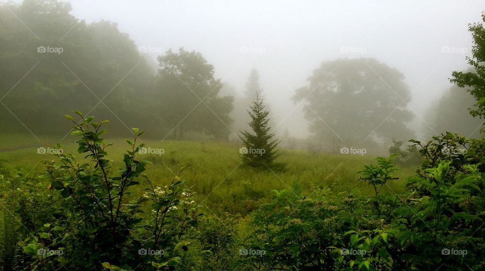 Grayson highlands in foggy weather