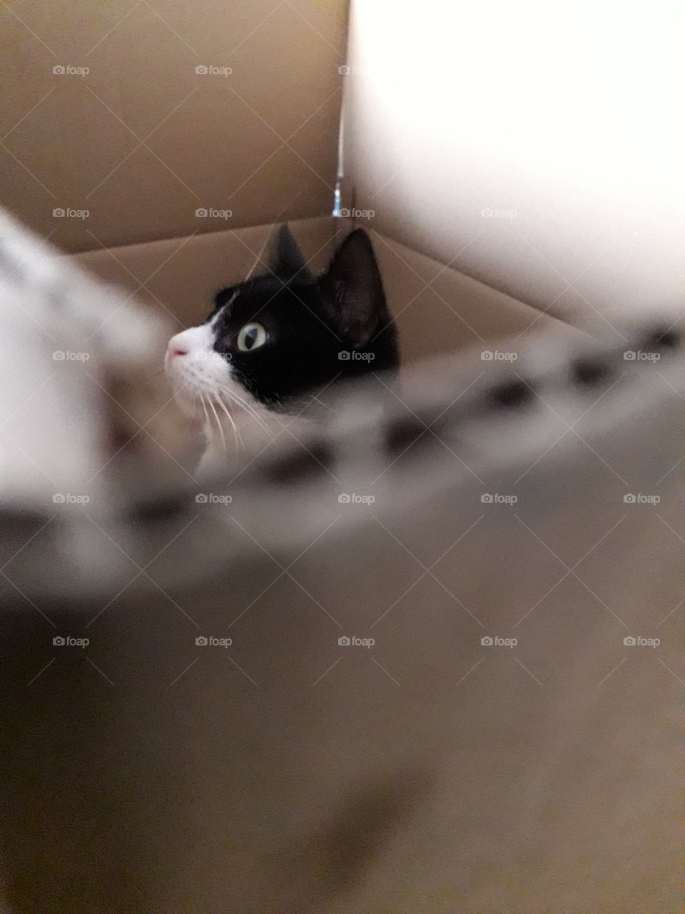 Cat in box