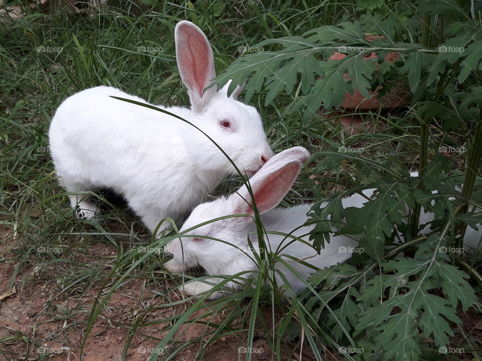 Bunny grooming his lil bunny