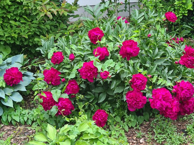 Blumen
