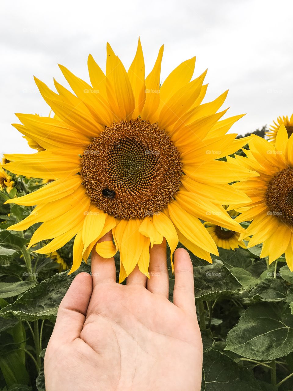 Sunflower, Nature, No Person, Summer, Flora