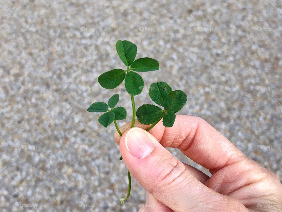 Hand holding 3 four-leaf clovers