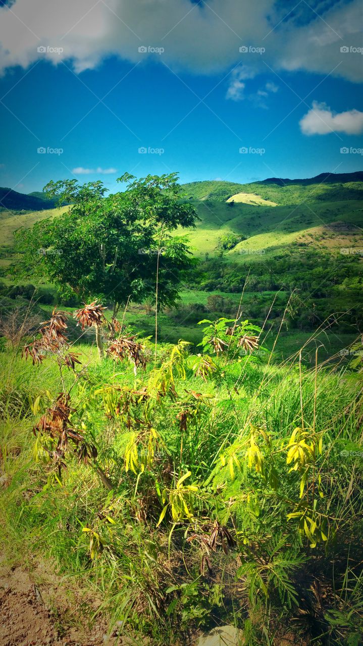 the countryside I captured on jeep ride through St John's Antigua