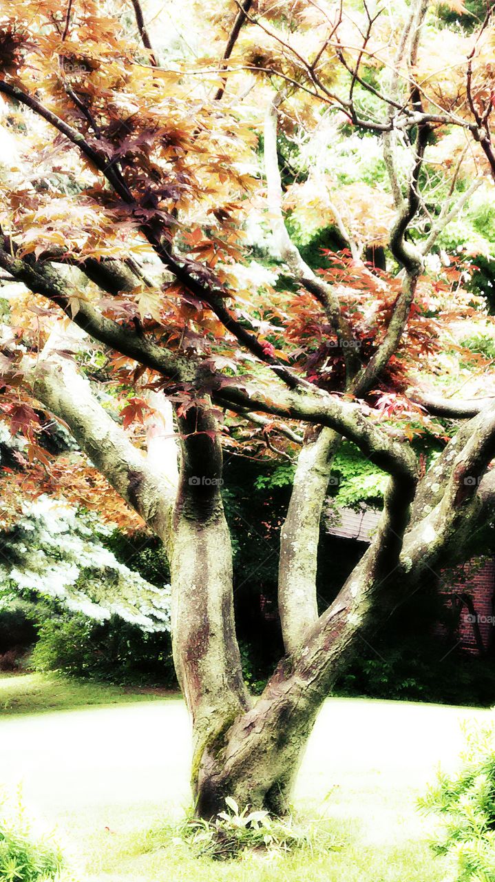 Tree, Nature, Wood, Leaf, Desktop