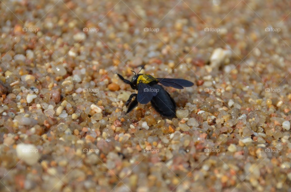 bee send beach nature by lanocheloca