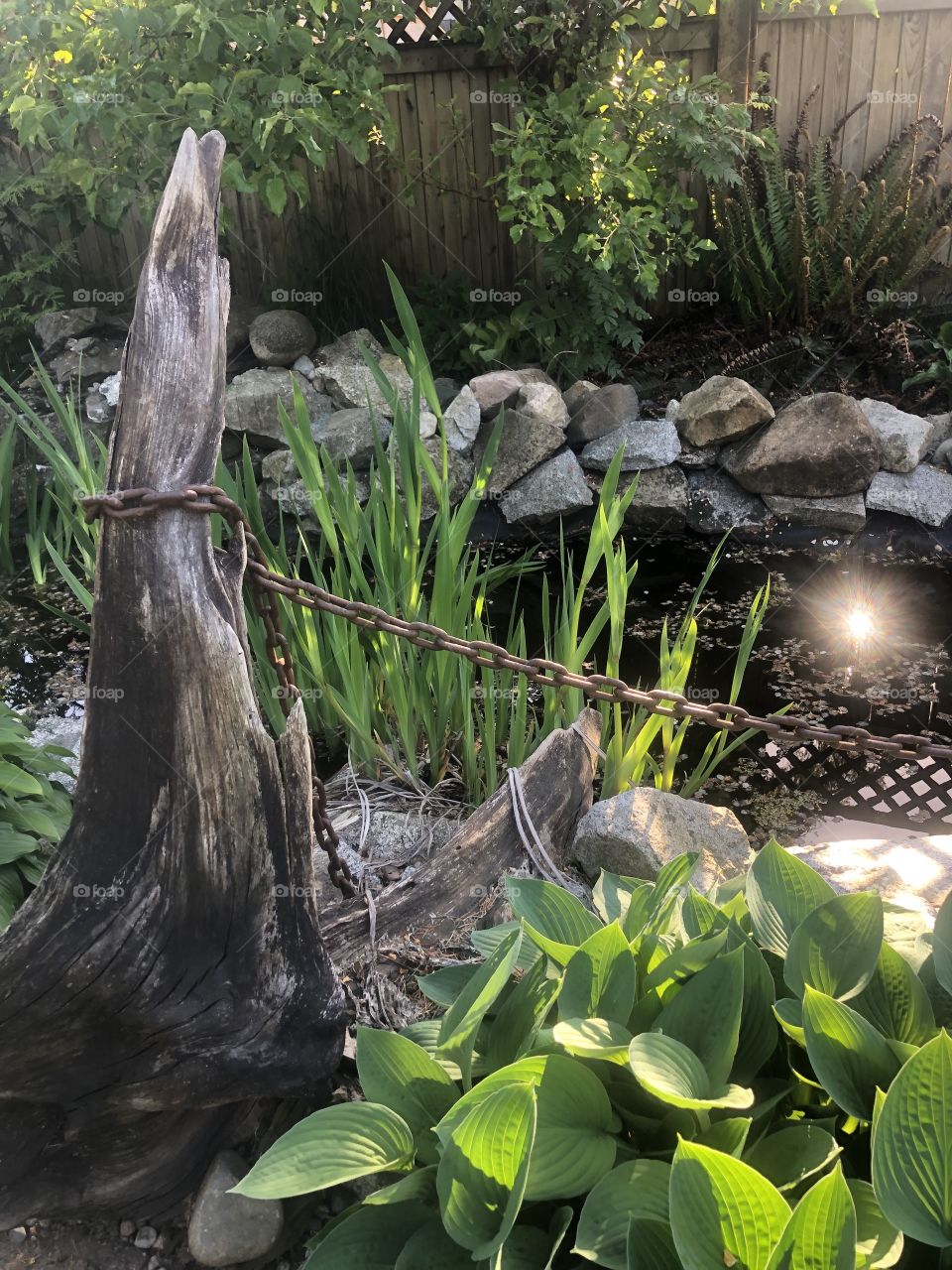 Sun Reflection in garden pond 