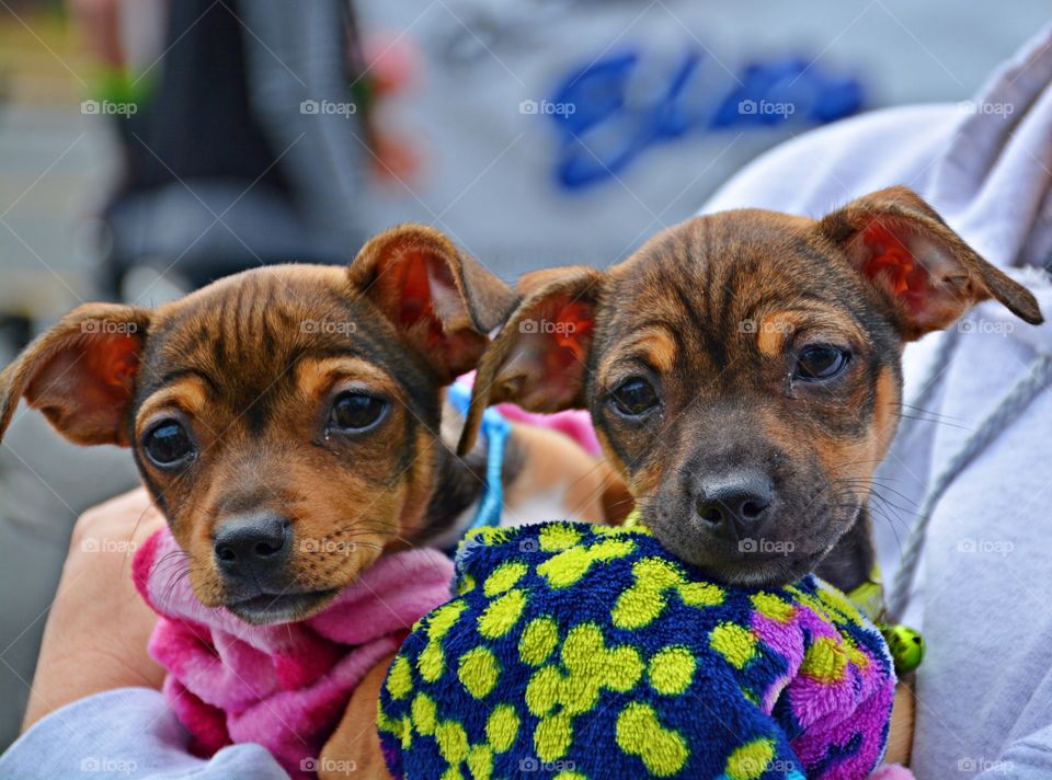 Even numbers - A number which is divisible by 2 - Two dogs looking out car window
Dogs sticking their heads out the window, it’s like pigging out at a hi-definition all-you-can-smell scent buffet.