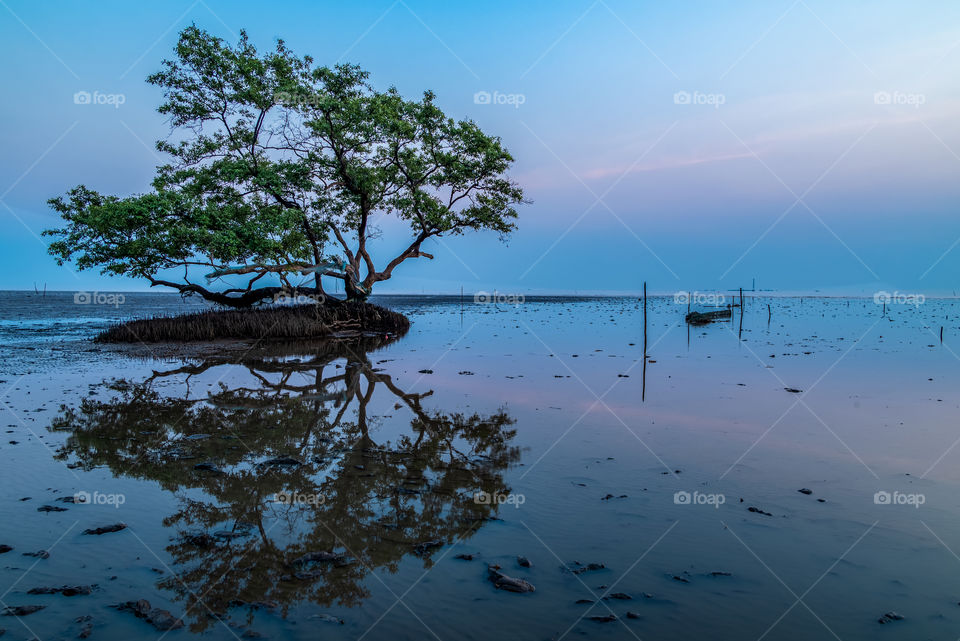 Beautiful texture of mangroves tree