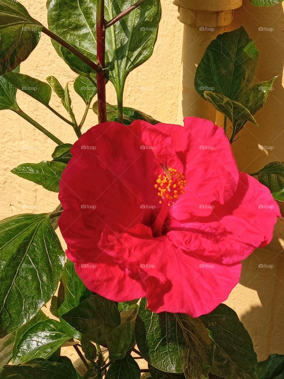 giant hibiscus