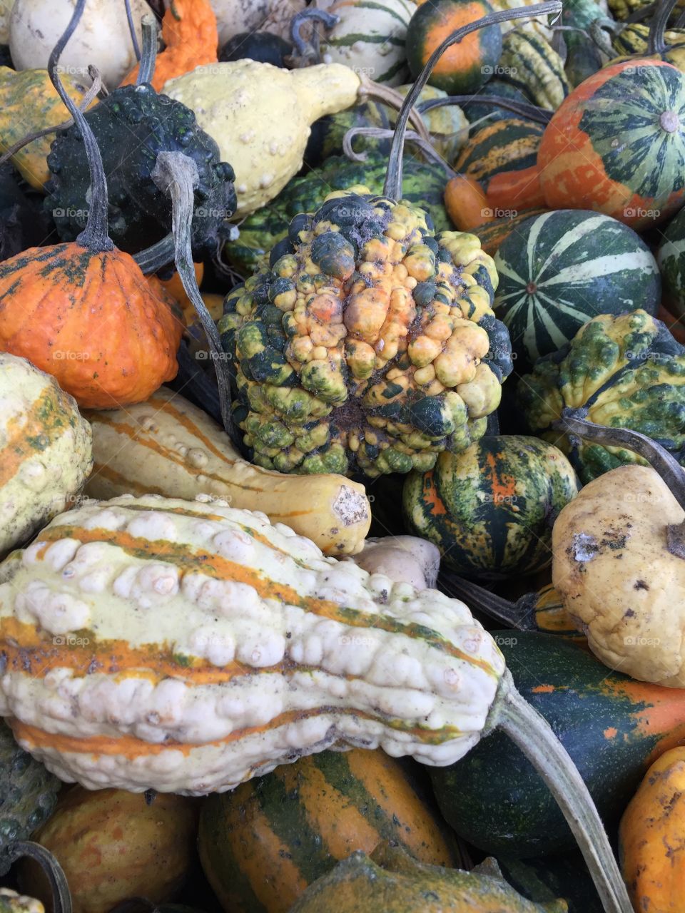 Colorful gourds
