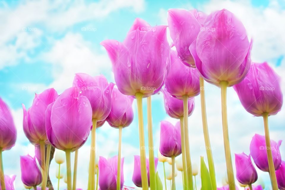 Pink Tulip Flowers.

Low Angle view of pink tulip flowers with blue sky in the background