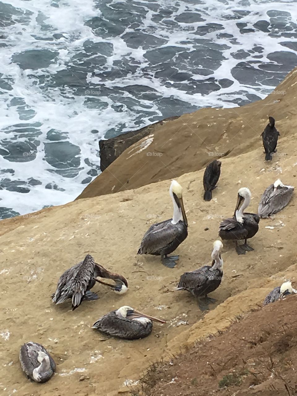 Brown pelicans and Brandt's Cormorants grooming