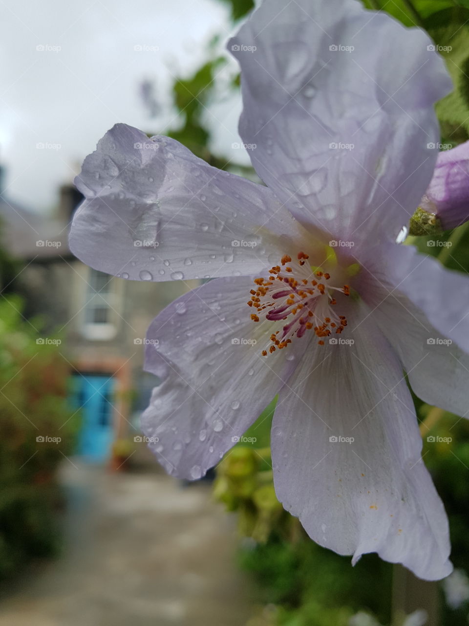 Raindrops on a flower