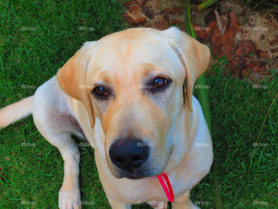 High angle view of dog sitting on grass