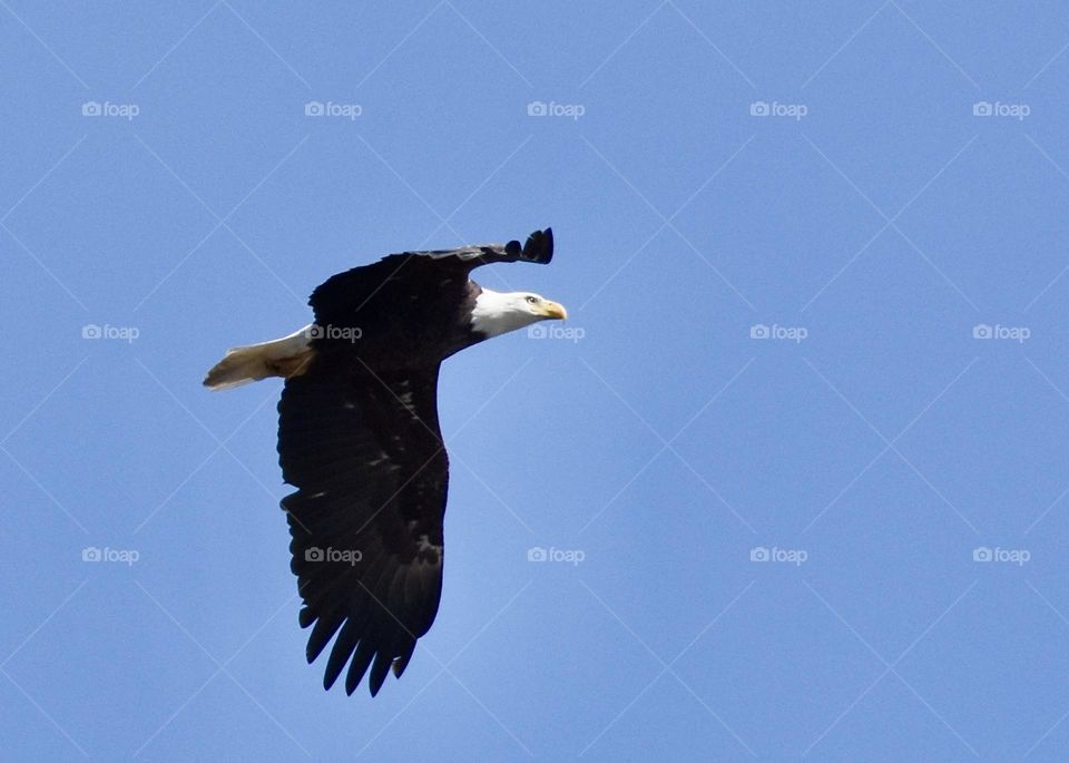 Bald eagle in flight