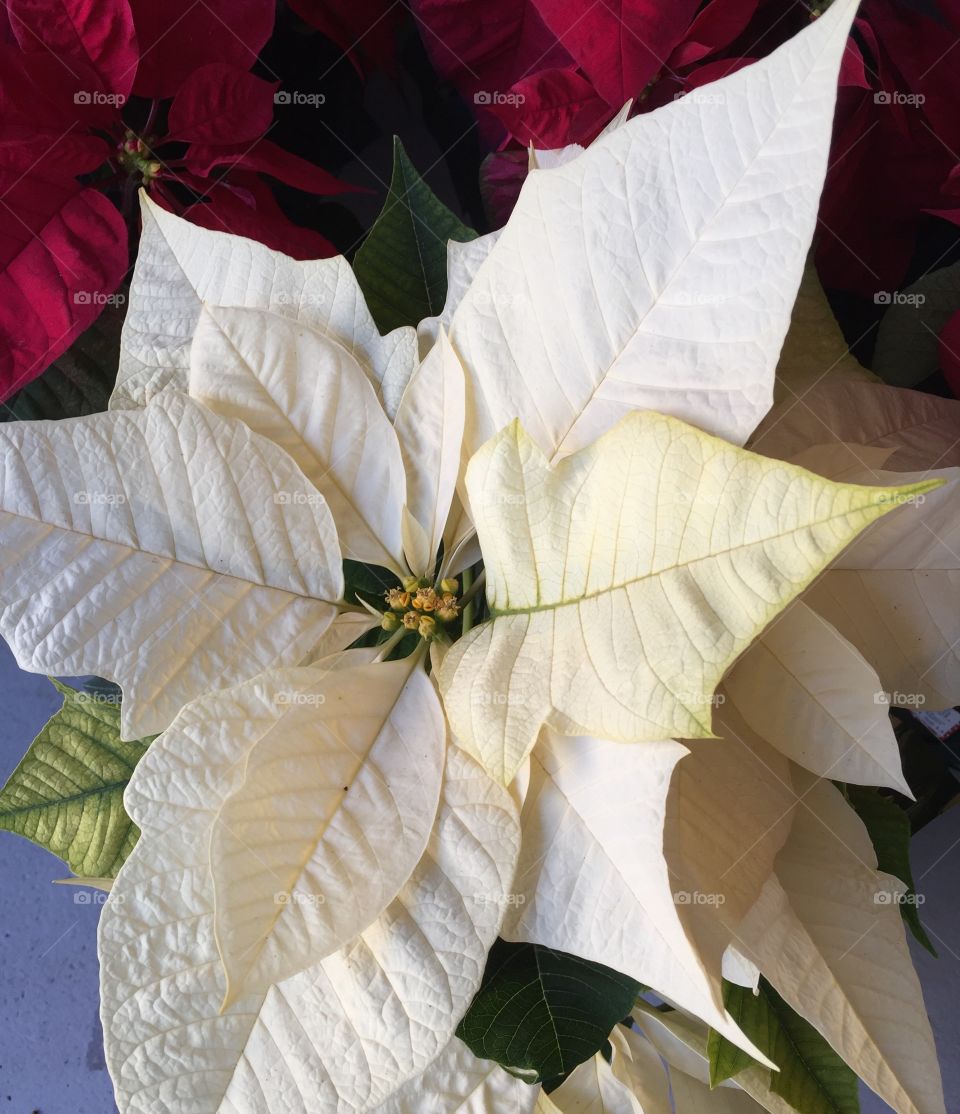 White poinsettia 