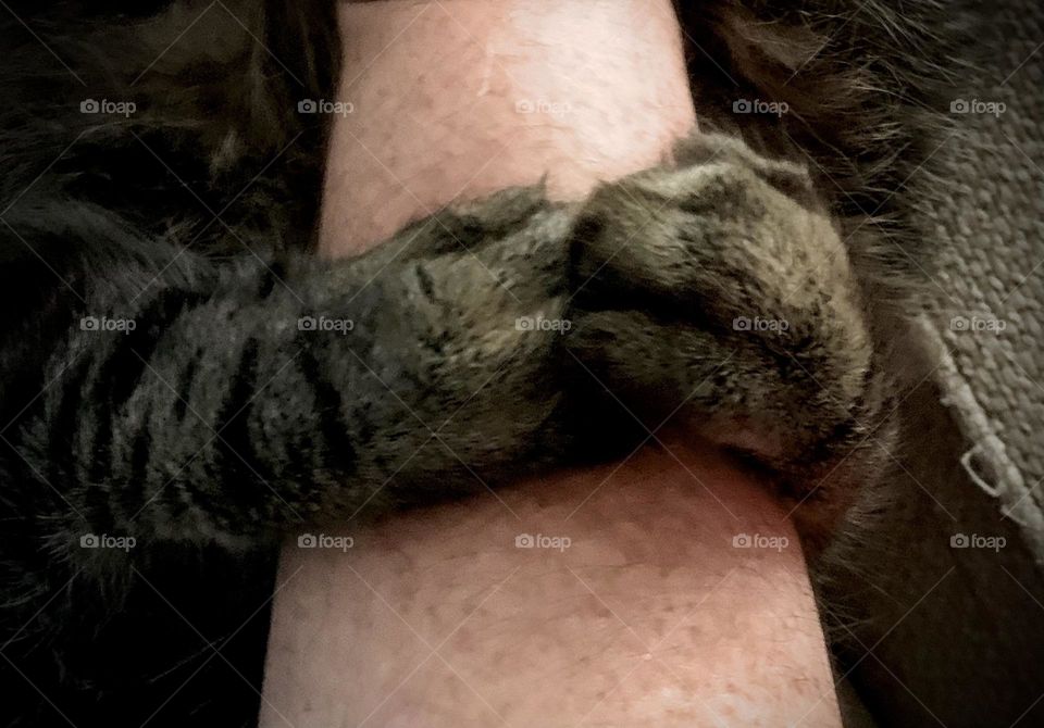 Maine coon cat giving a hug and tenderness holding the arm of his owner. 