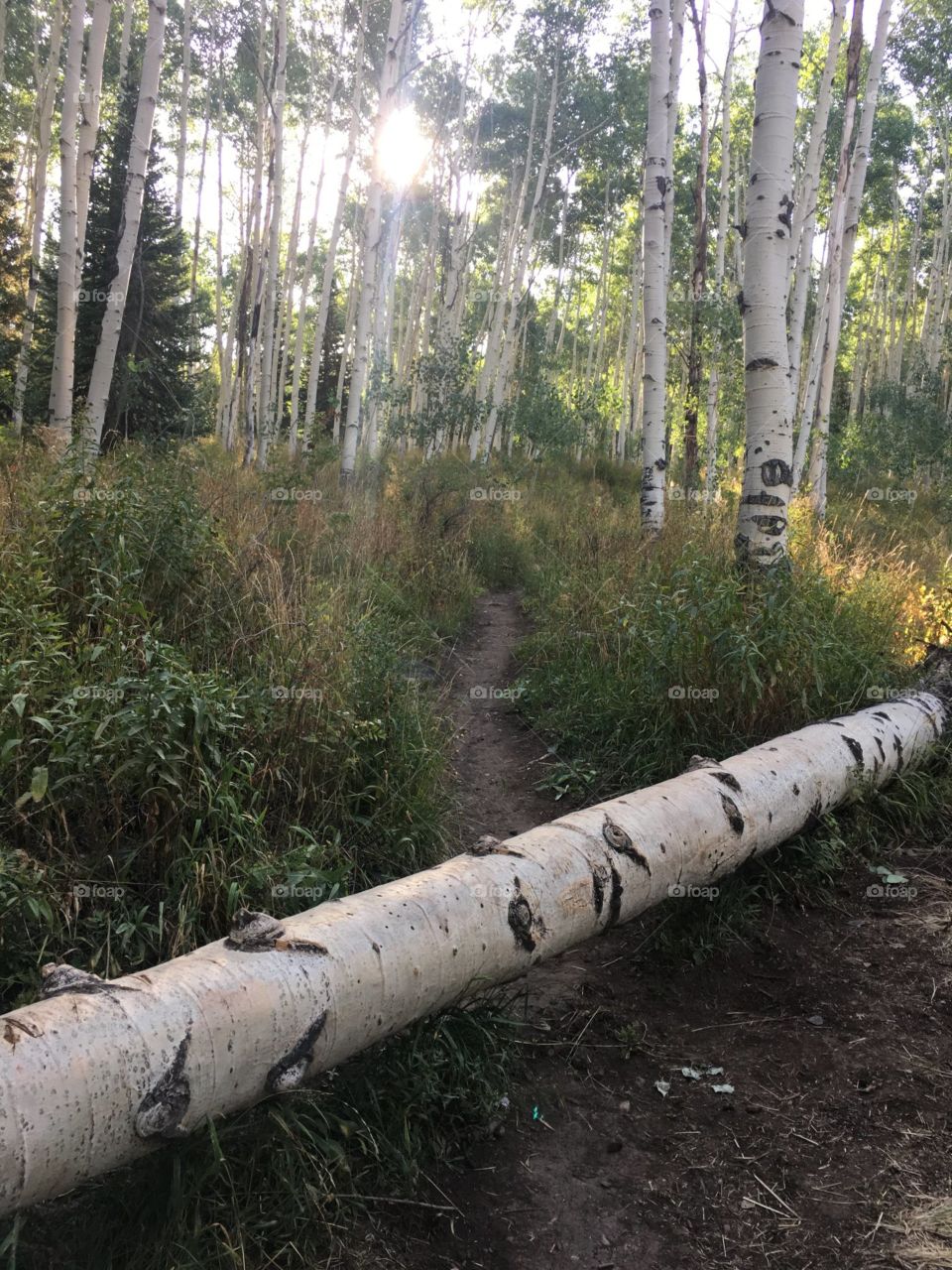 Sunlight through the aspens 