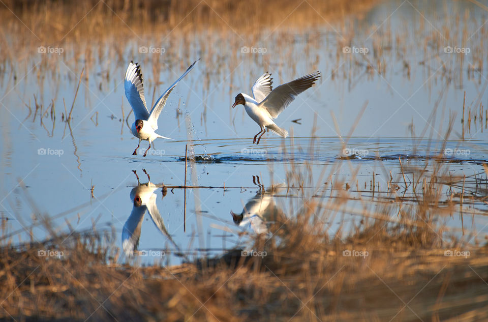 Two cheerful black headed gulls performing mating rituals above water on April evening in Espoo, Finland