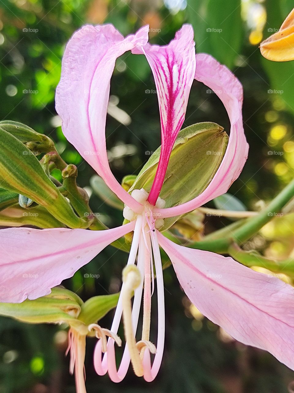 macro shot for pink wonderful spring flower