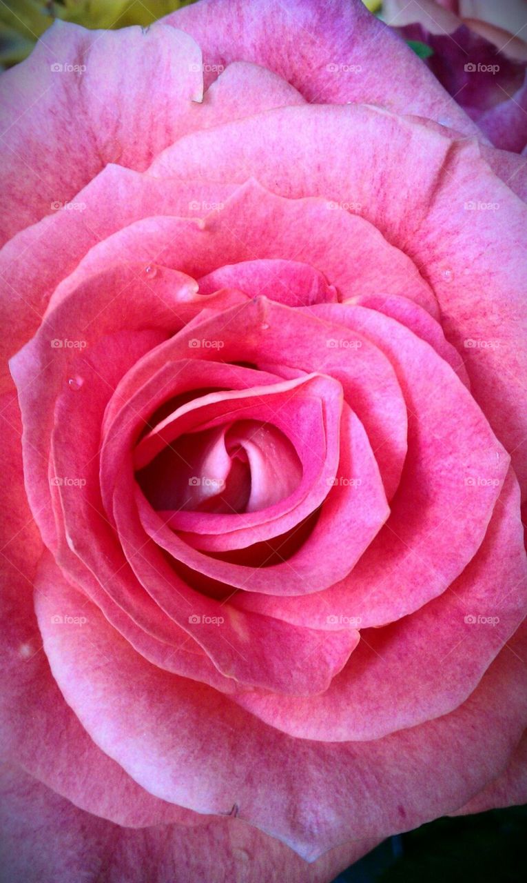 Lonely but beautiful pink rose
