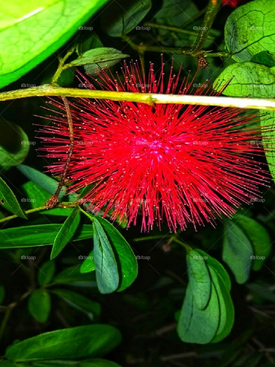 red flower
