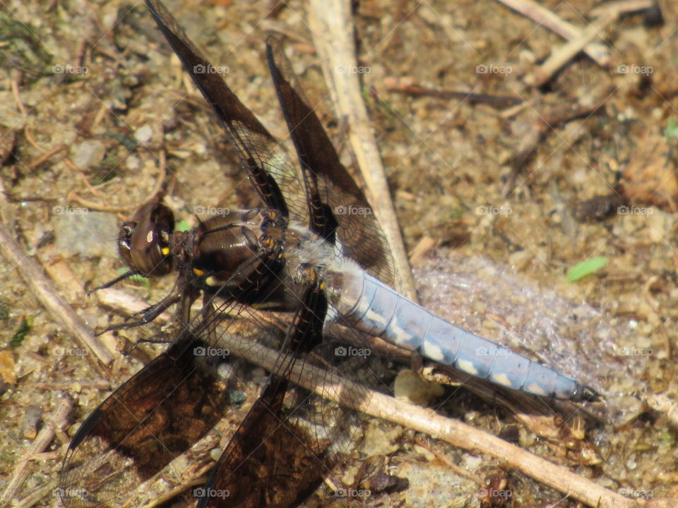 Nature, Animal, Wildlife, Invertebrate, Insect