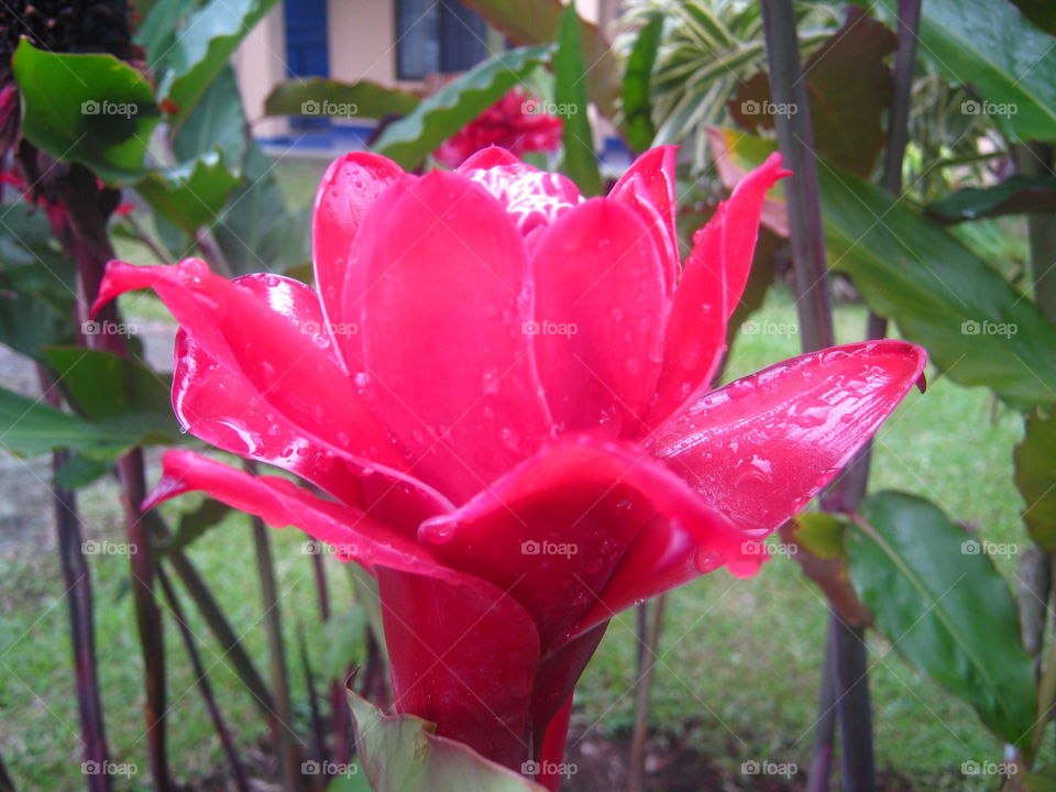 pink-red flower in Costa Rica