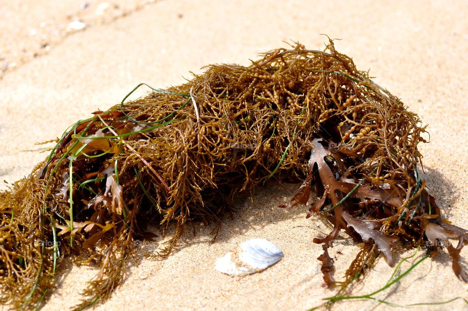 Seashell and seaweed