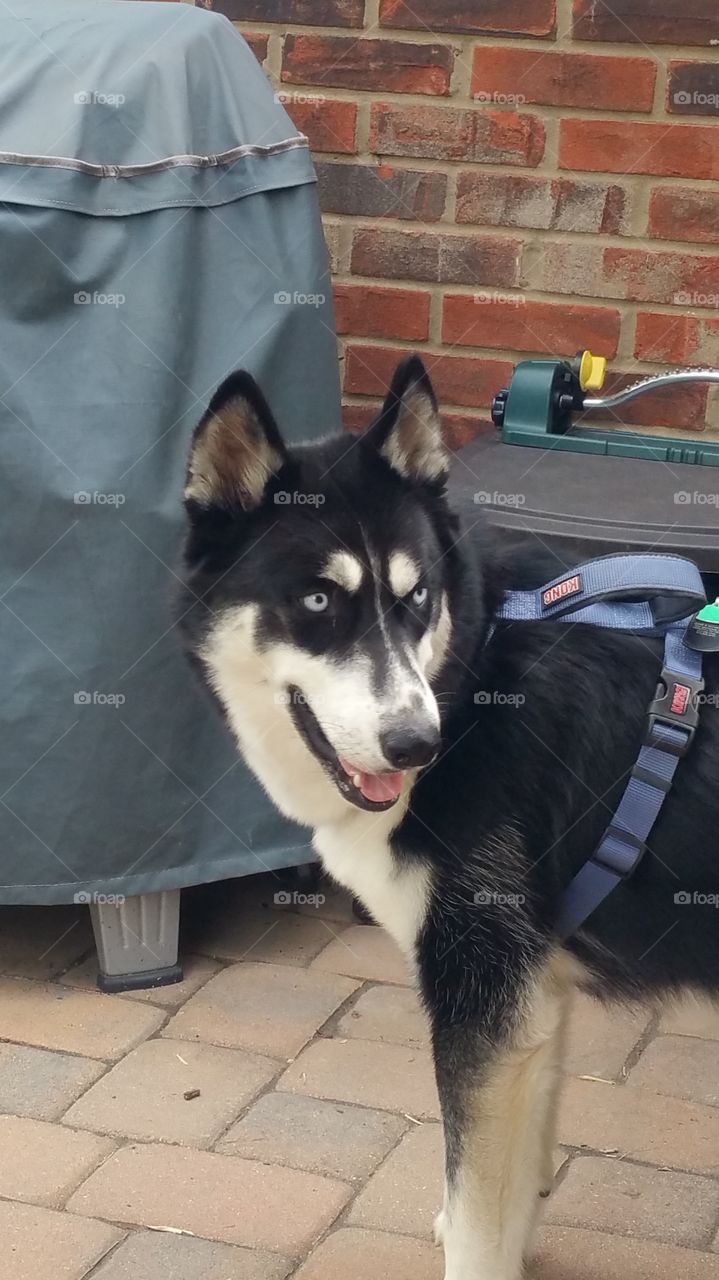 beautiful blue eyes. this is Yukon,  my newest grand puppy.   he's awesome.  gentle.  and like most huskies,  opinionated.  (stubborn )